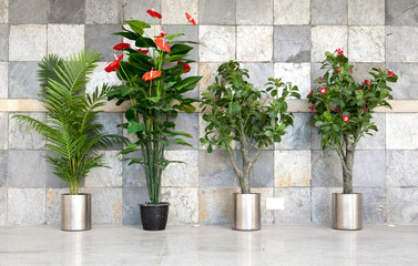 Four potted plants against a stone wall