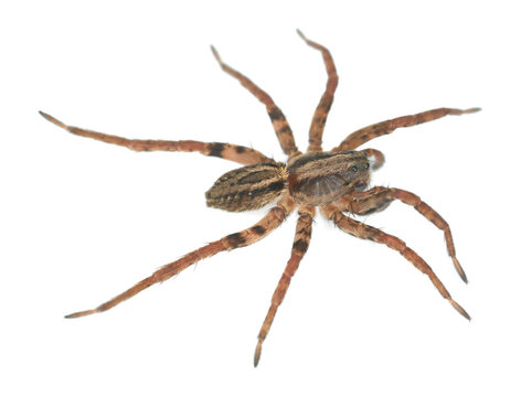 Wolf spider isolated on white background, macro photo