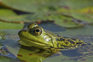 Female Bullfrog (Lithobates catesbeiana) - Ontario, Canada