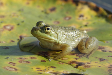 Bullfrog (Lithobates catesbeiana) Sitting on a Lily Pad