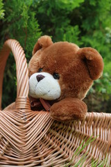 peluche