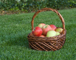 Basket with apples on green grass