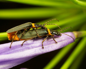 two bugs mating on a purple flower