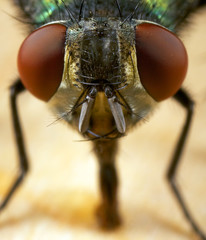 A closeup of a house fly