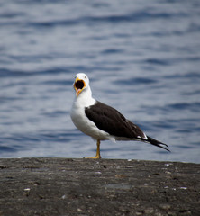 Seagull