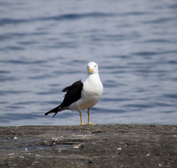 Seagull