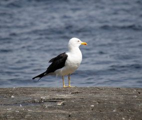 Seagull