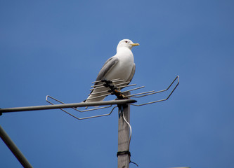 Seagull