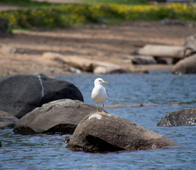 Seagull