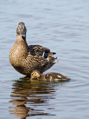 mallard duck and baby duck
