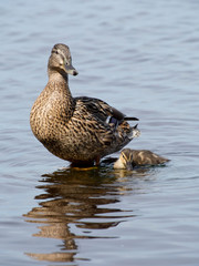 mallard duck and baby duck