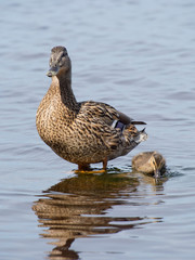 mallard duck and baby duck