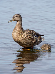 mallard duck and baby duck