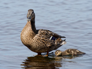 mallard duck and baby duck