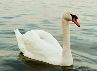 Obraz premium Swan on the lake.