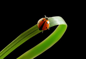 Ladybird on the grass.