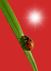 Ladybird on the grass.