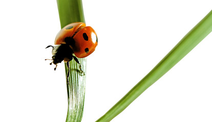 Ladybird.