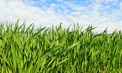 Natural growing wheat.
