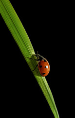 Ladybird on the grass.