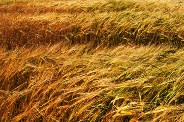 crops