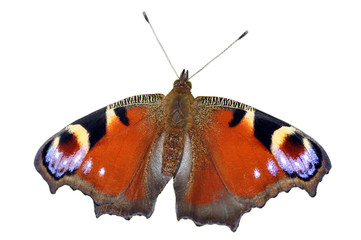 Fototapeta premium Peacock Butterfly Isolated On White Background