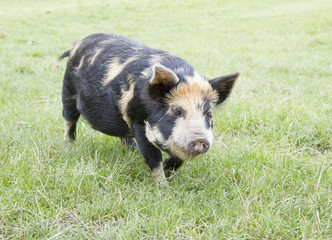 Rare breed Kunekune piglet. 'Sus scrofa scrofa kunekune'