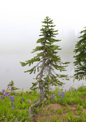 Small pine tree and wild flowers in the fog.