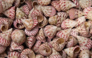 A Background Display of Colourful Sea Shells.