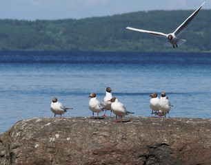 Seagull
