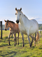 Obraz premium jeune poulain 