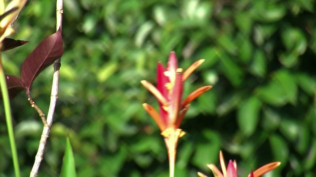Red Sunbird