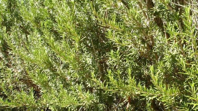 Cespuglio di rosmarino - Rosemary bush