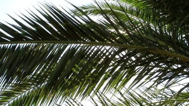 Foglie di palma - Palm leaves