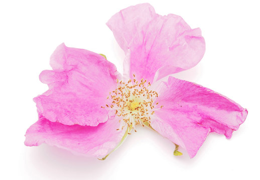 wild rose flower on a white background