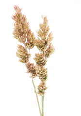 Cocksfoot on a white background
