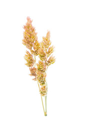 Cocksfoot on a white background