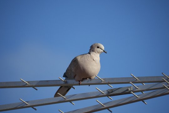 Tourterelle sur une antenne de t&eacute;l&eacute;vision