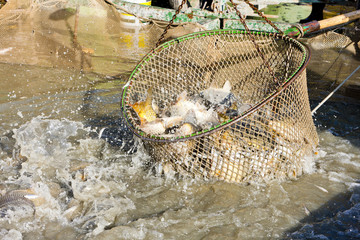 harvesting pond
