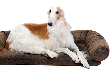 Borzoi dog in studio