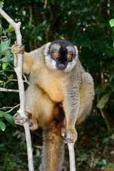 common brown lemur, lemur island, andasibe