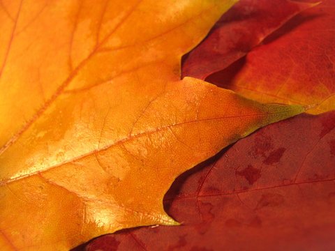 Beautiful autumn leaves of maple tree