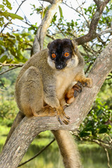 common brown lemur, lemur island, andasibe