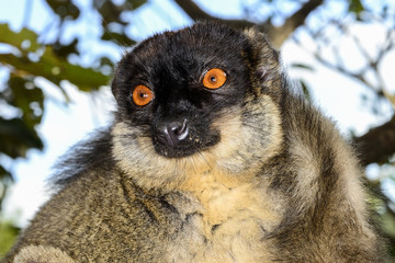 common brown lemur, lemur island, andasibe