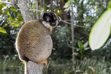 common brown lemur, lemur island, andasibe