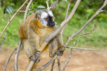 red-fronted brown lemur, lemur island, andasibe