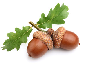 Dried acorns with leaves - obrazy, fototapety, plakaty