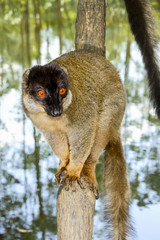 common brown lemur, lemur island, andasibe