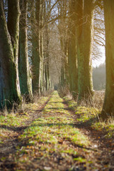 Langer Weg durch alte Baum Allee