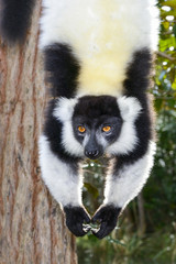 black-and-white ruffed lemur, lemur island, andasibe